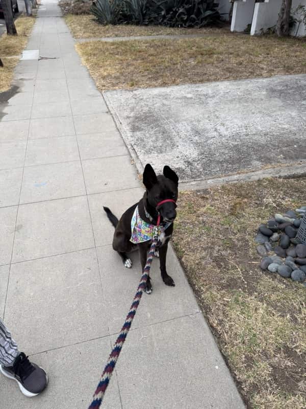 A picture of a black dog named Bowie sitting, taken on August 22 2025 at 6:36 am
